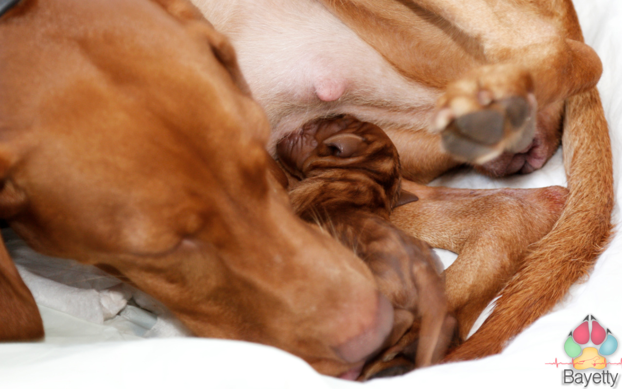 Desmond Bayetty chovatelská stanice maďarských ohařů krátkosrstých MOK   Desmond Bayetty chovatelská stanice maďarských ohařů krátkosrstých MOK